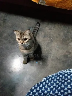1+ year Female Mixed Breed Persian