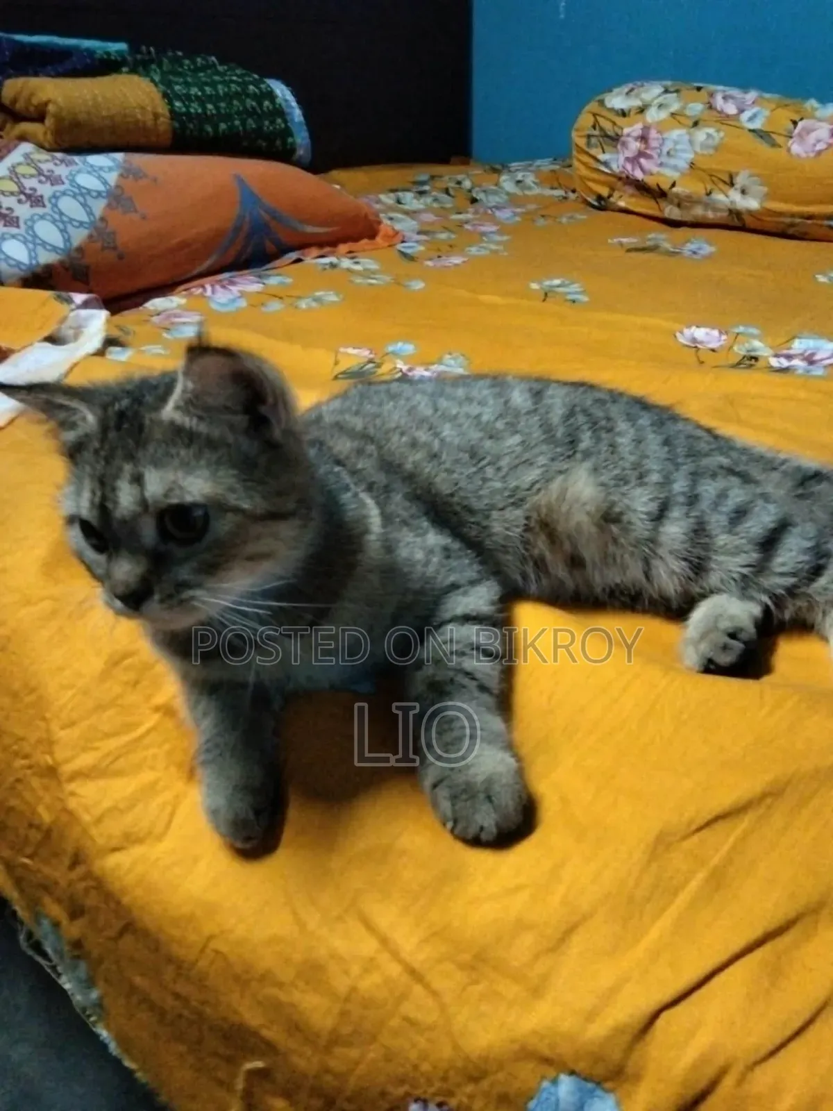 1+ year Female Mixed Breed Persian