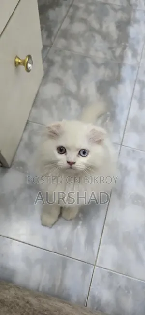 ১-৩ মাসের মেল পিউরব্রেড স্কটিশ ফোল্ড