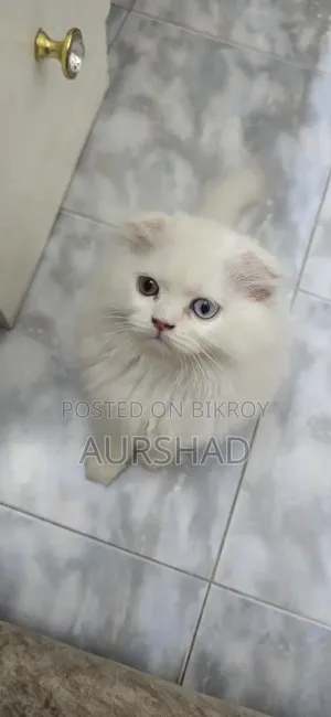 ১-৩ মাসের মেল পিউরব্রেড স্কটিশ ফোল্ড