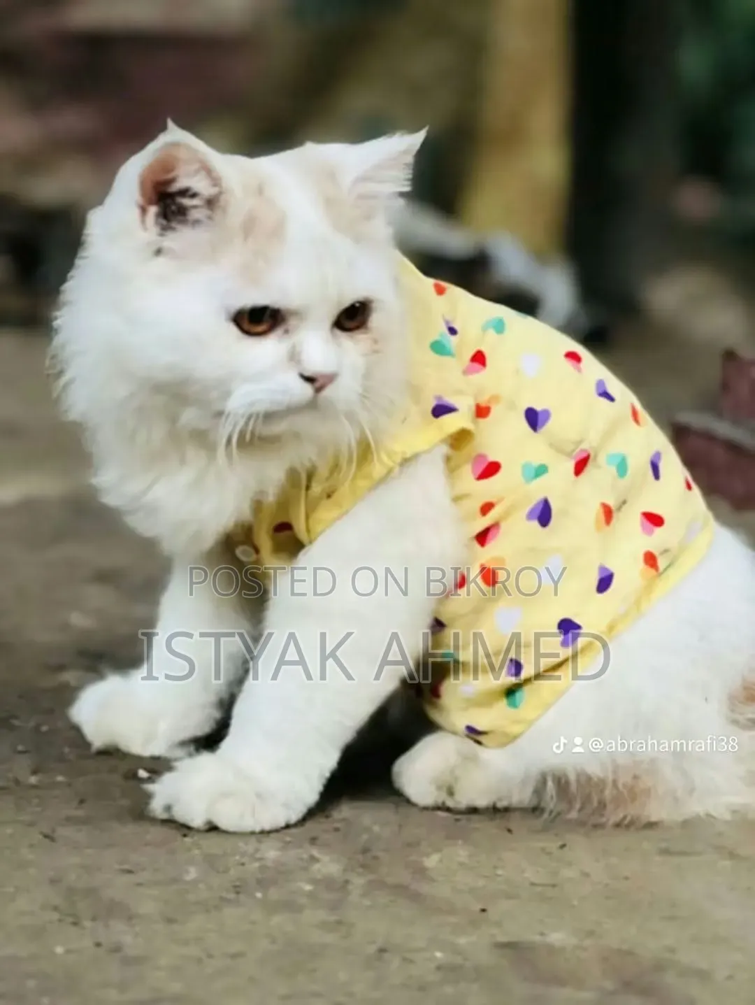 1+ year Male Purebred Persian