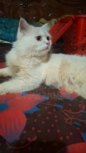 1+ year Male Purebred Persian
