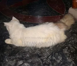 1+ year Male Purebred Persian