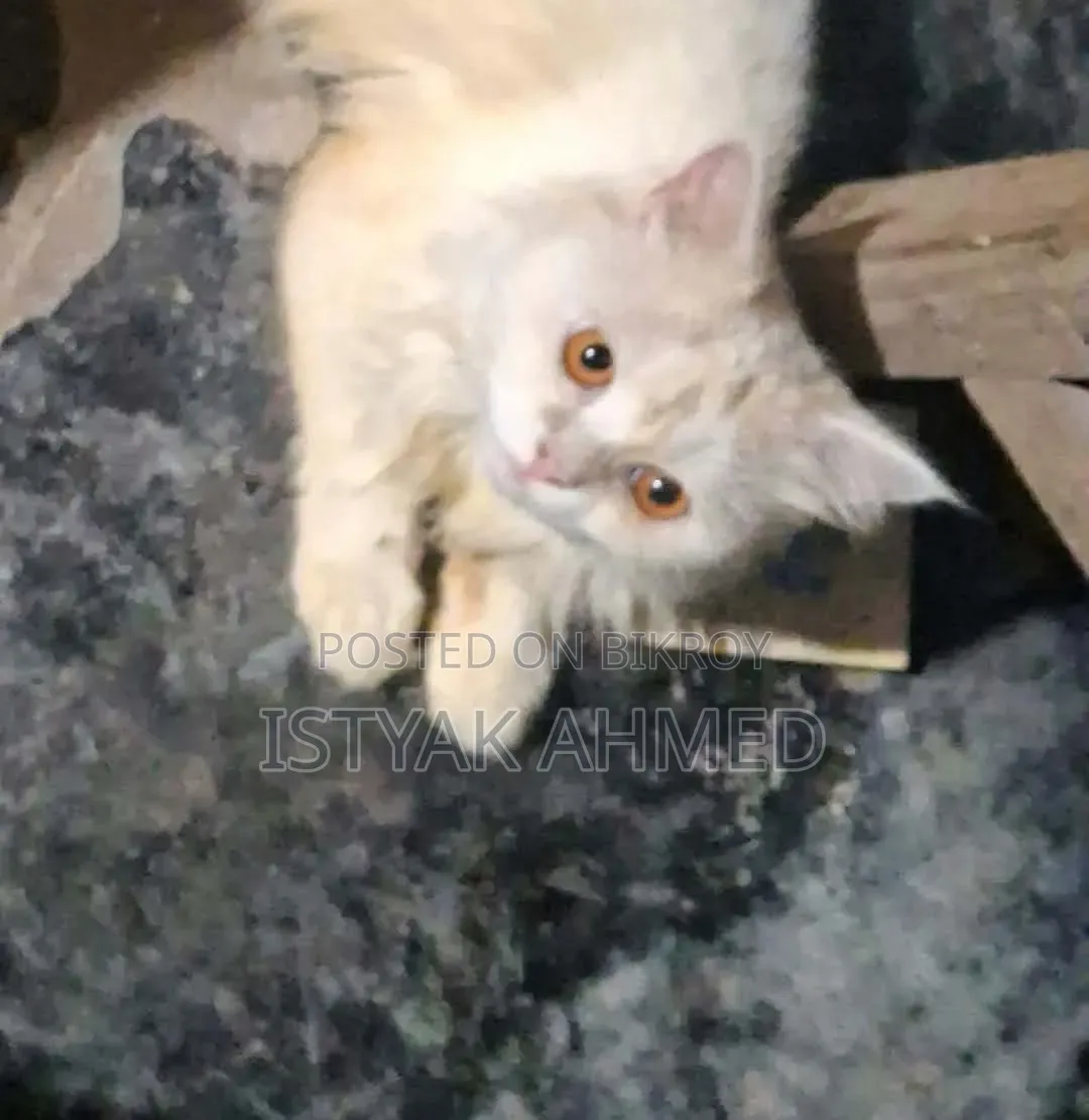 1+ year Male Purebred Persian
