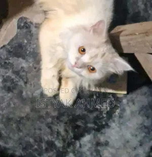 1+ year Male Purebred Persian