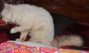 1+ year Male Purebred Persian