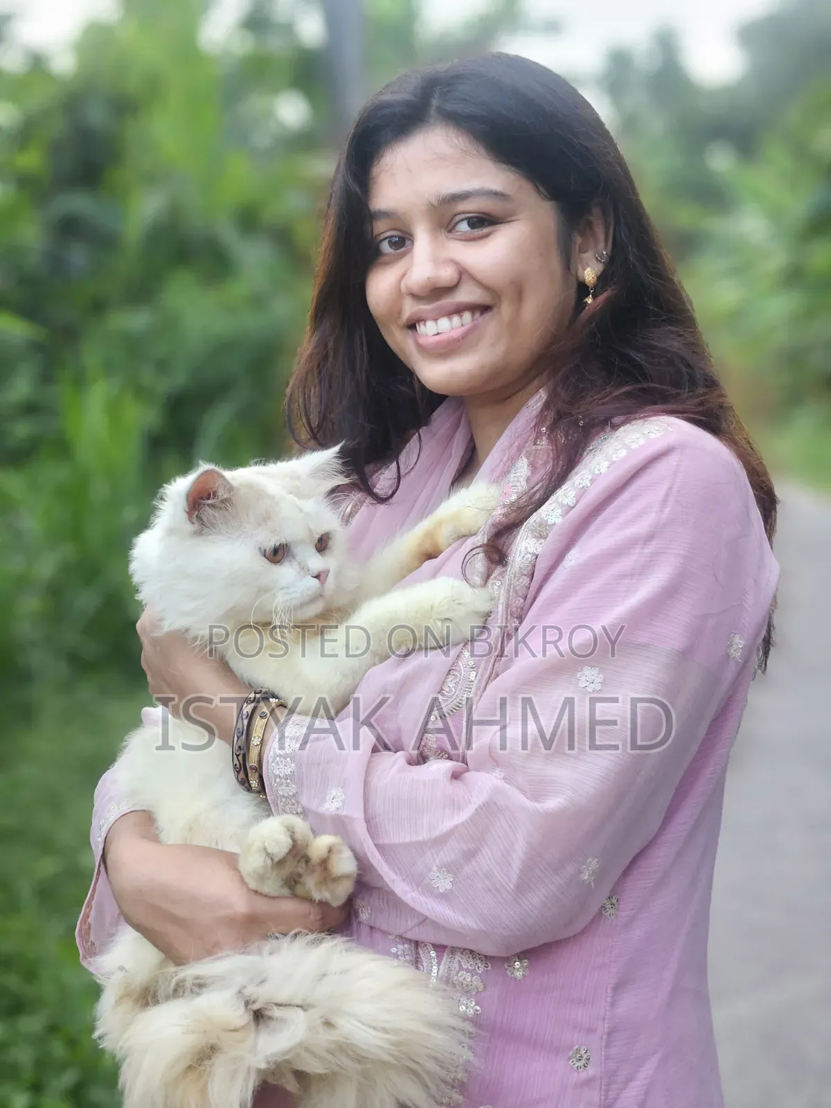 1+ year Male Purebred Persian