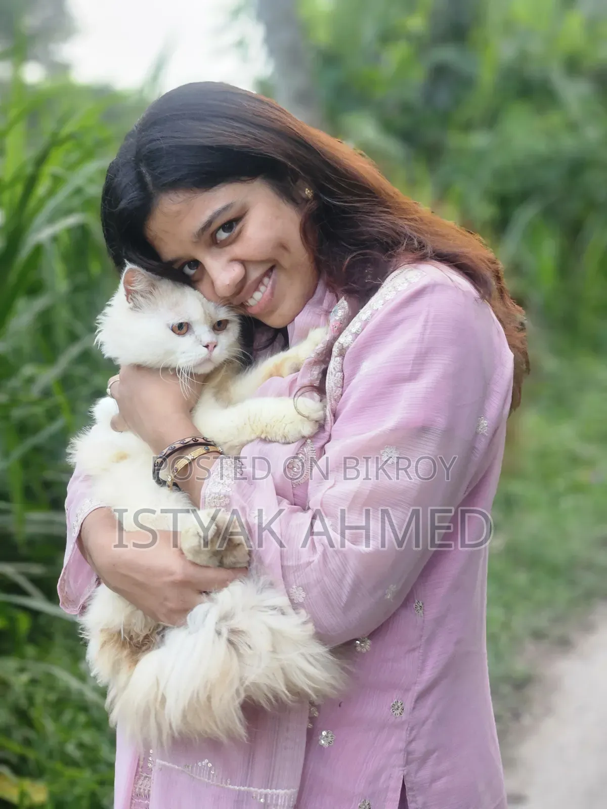 1+ year Male Purebred Persian