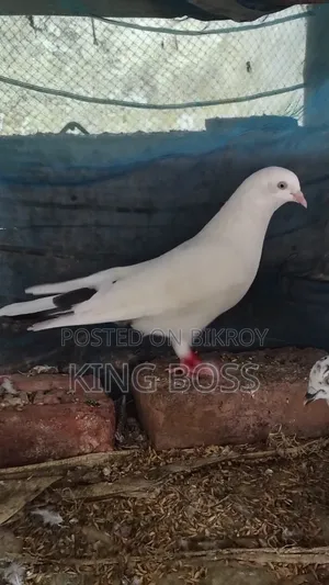 Kaldam Male Pigeon/Bird Sale