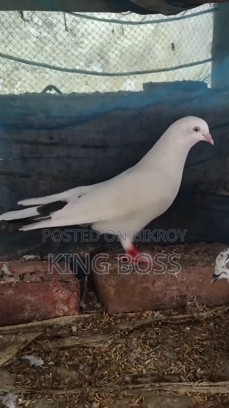 Kaldam Male Pigeon/Bird Sale