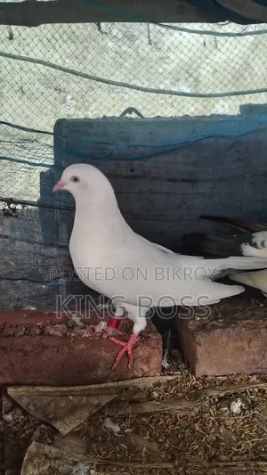 Kaldam Male Pigeon/Bird Sale