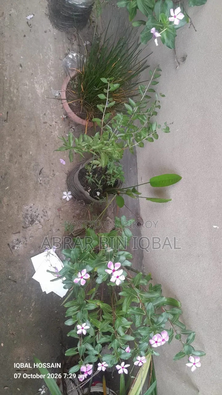 Home Flower Plant (No Fixed Price)