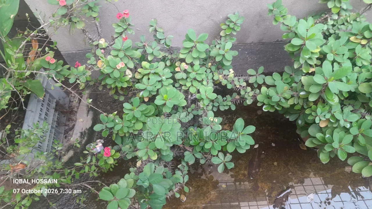 Home Flower Plant (No Fixed Price)