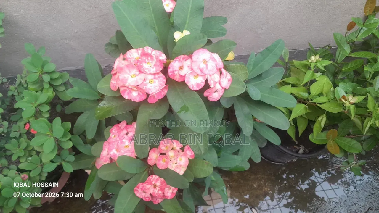 Home Flower Plant (No Fixed Price)