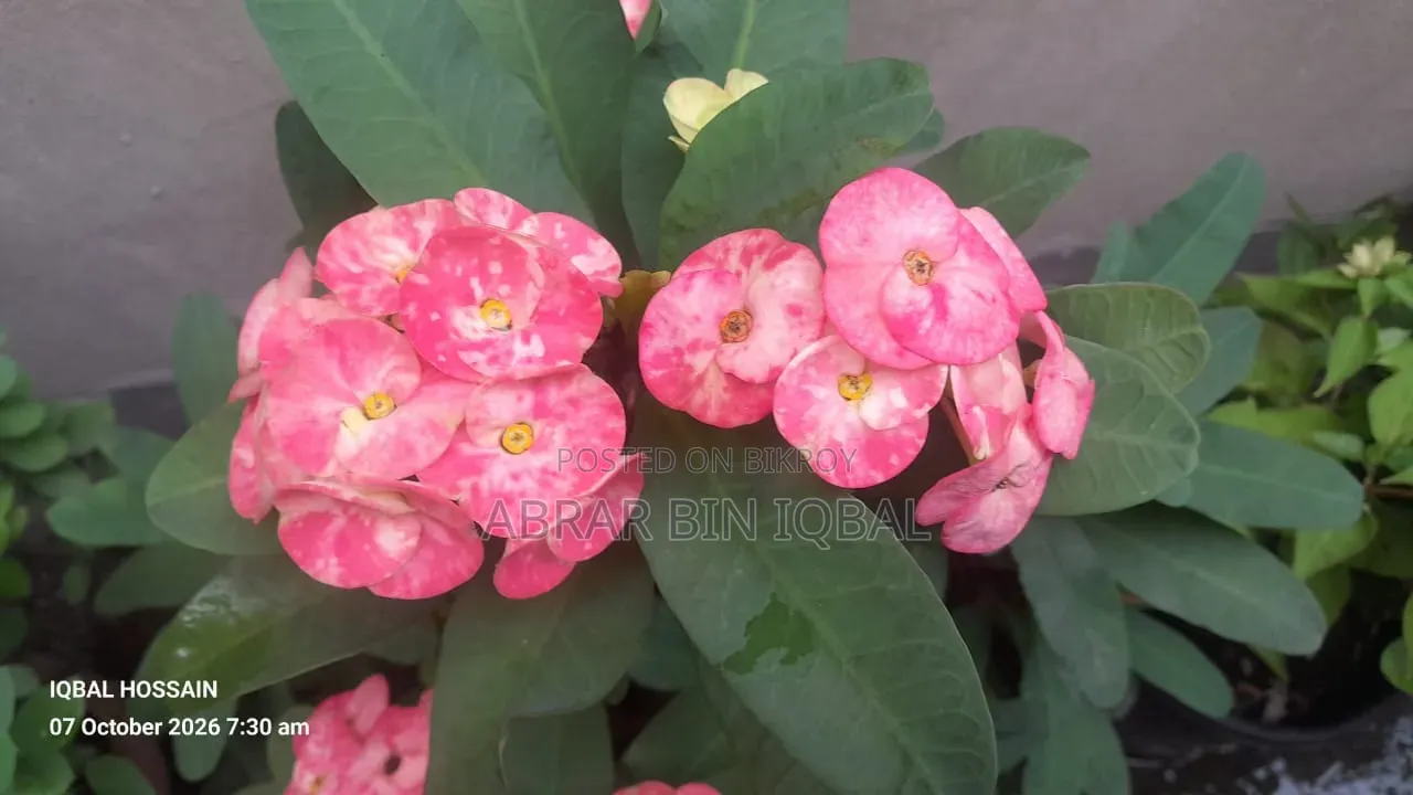 Home Flower Plant (No Fixed Price)