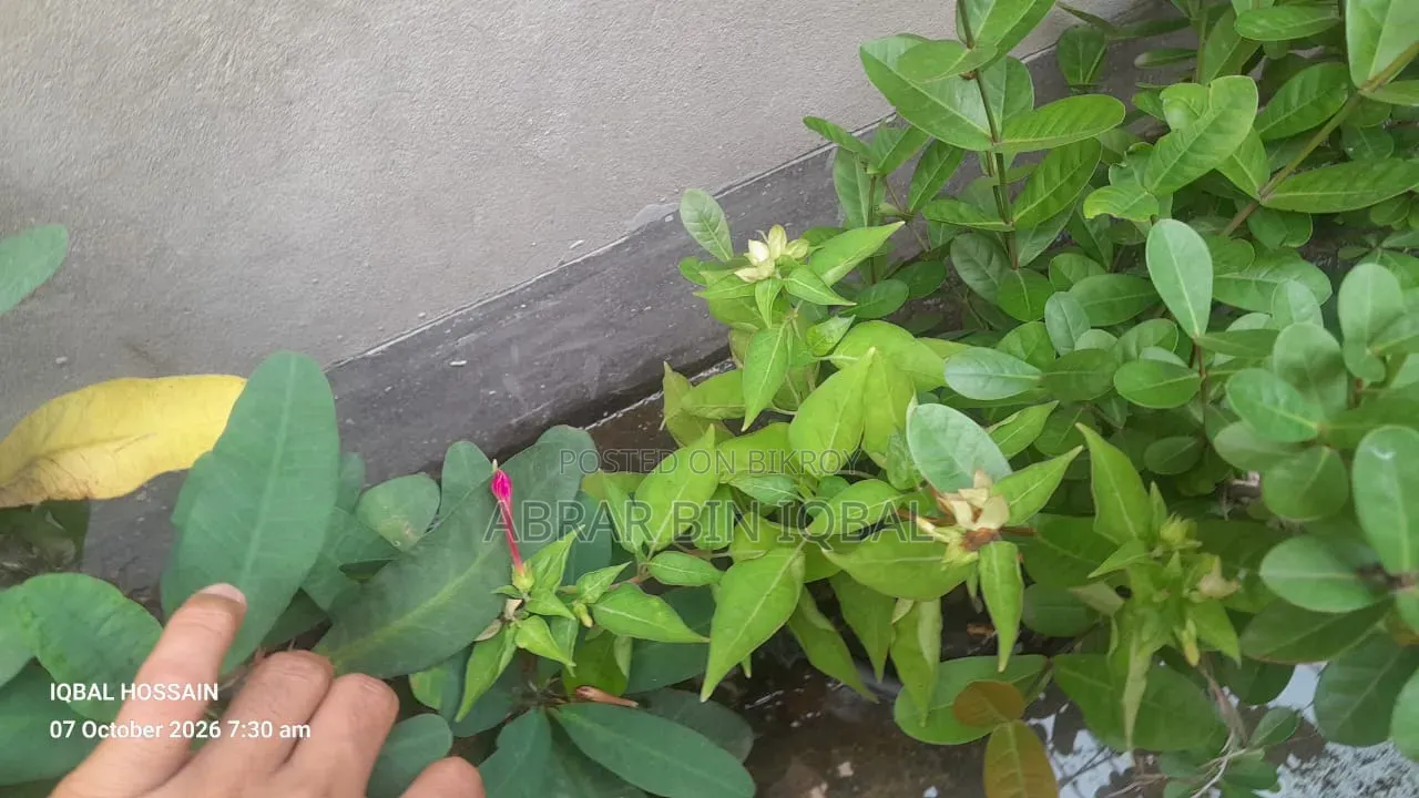 Home Flower Plant (No Fixed Price)