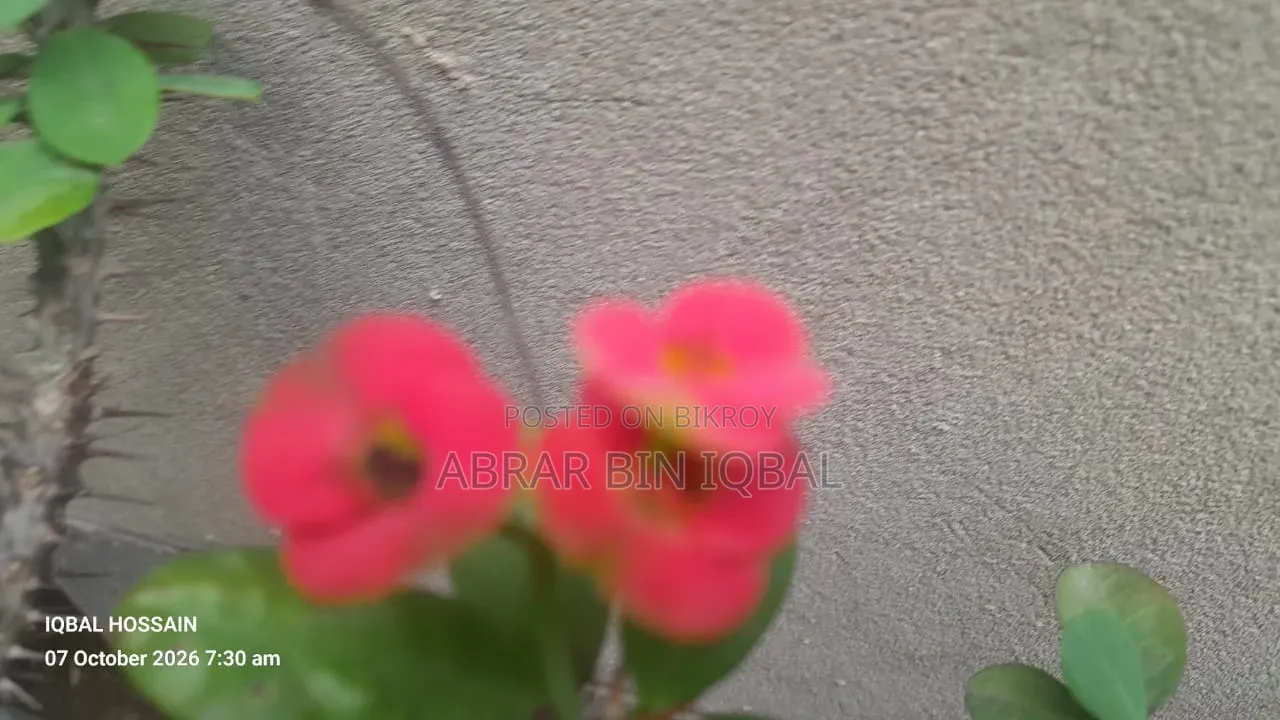 Home Flower Plant (No Fixed Price)