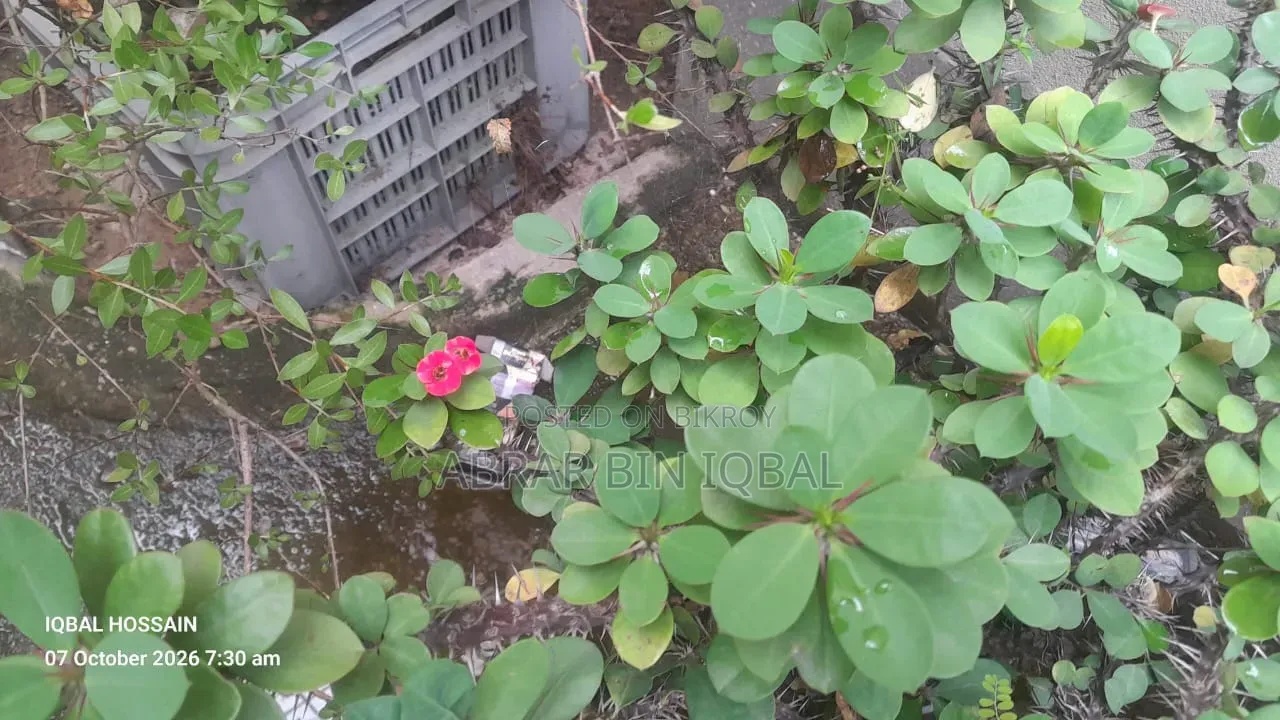 Home Flower Plant (No Fixed Price)
