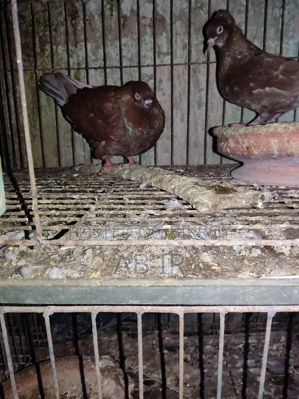 Running Pigeon