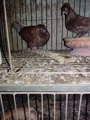 Running Pigeon