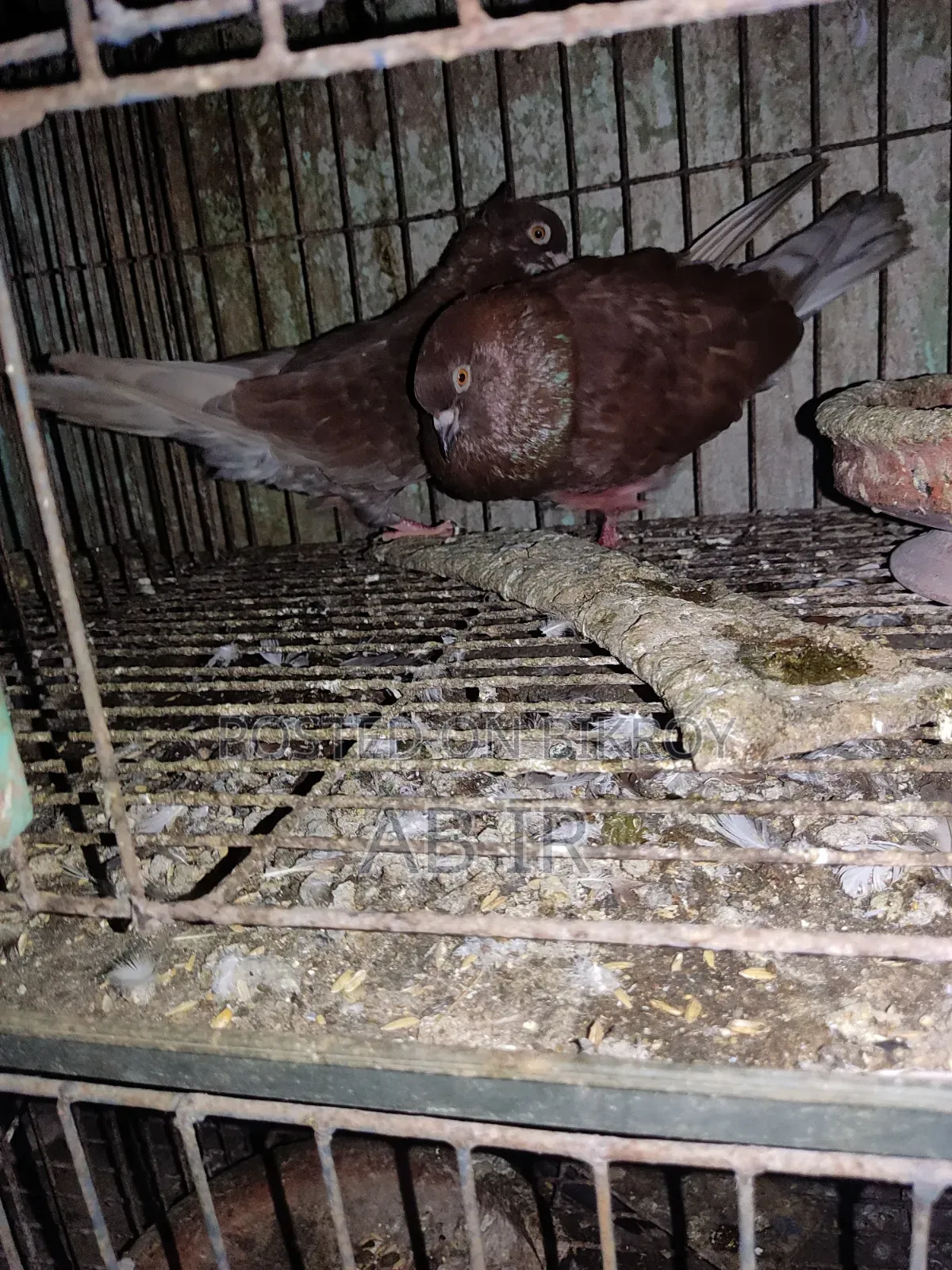 Running Pigeon