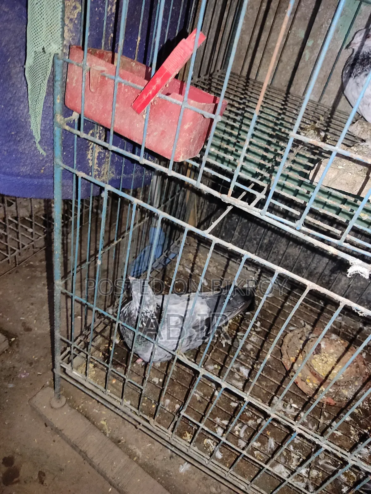 Male Pigeon
