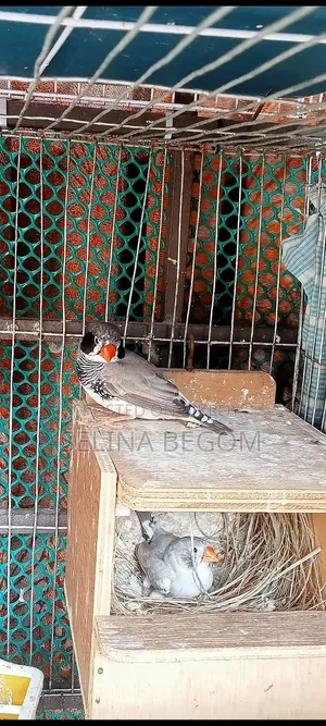 Prince Bird