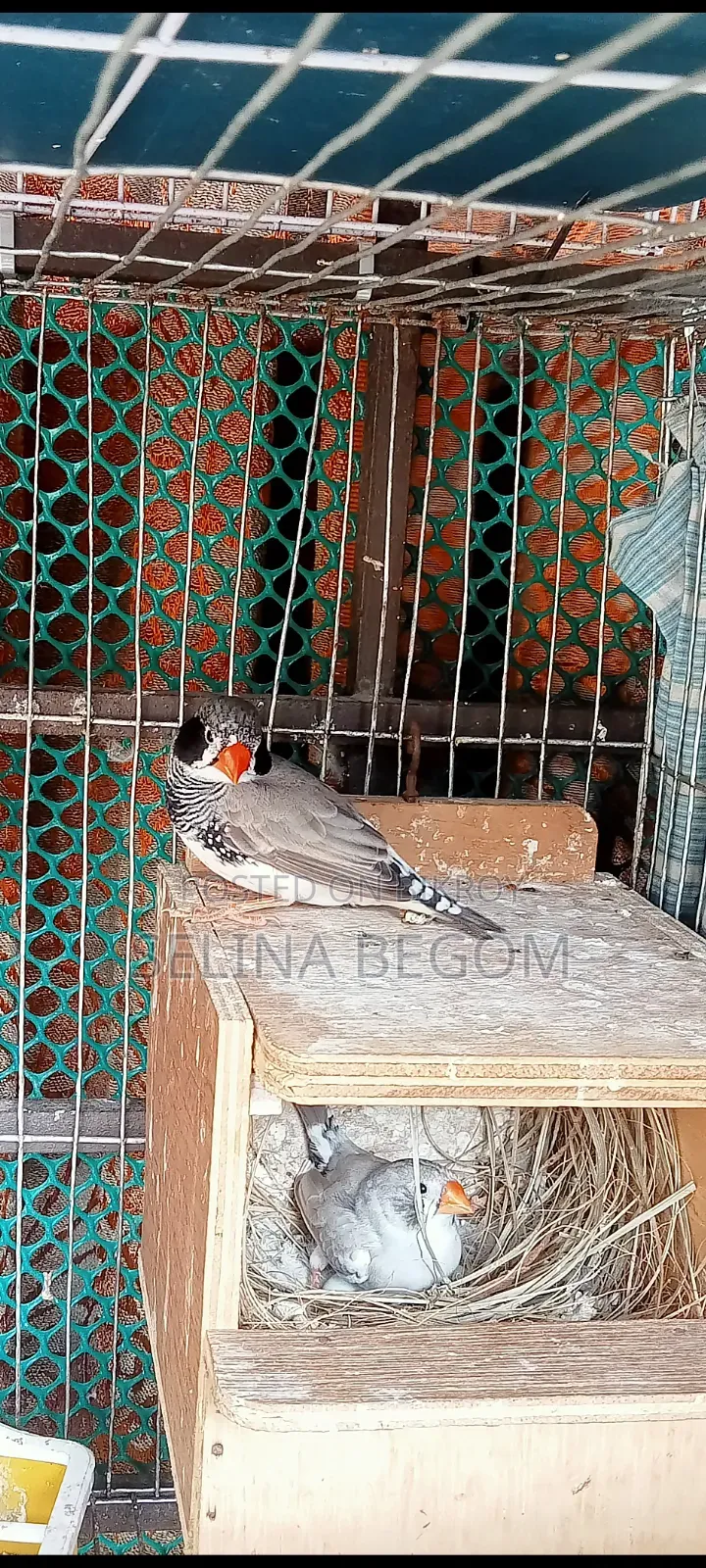 Prince Bird