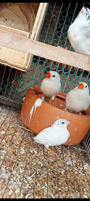 Prince Bird