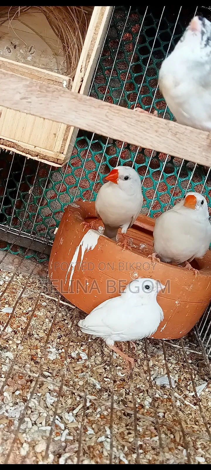 Prince Bird