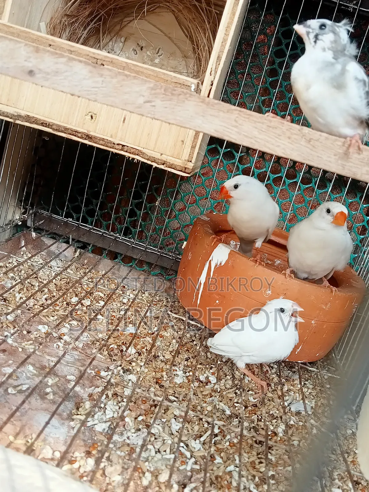 Prince Bird