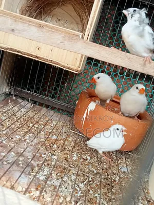 Prince Bird