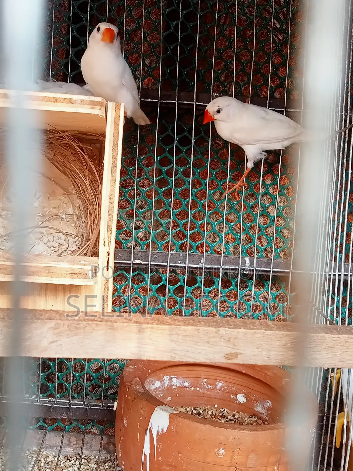 Prince Bird
