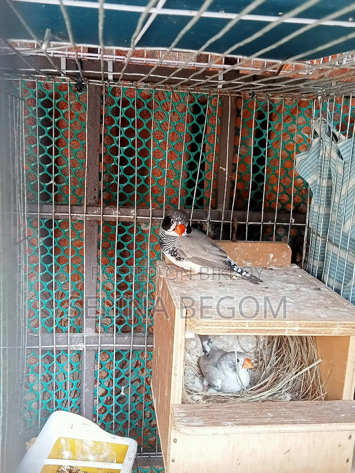 Prince Bird