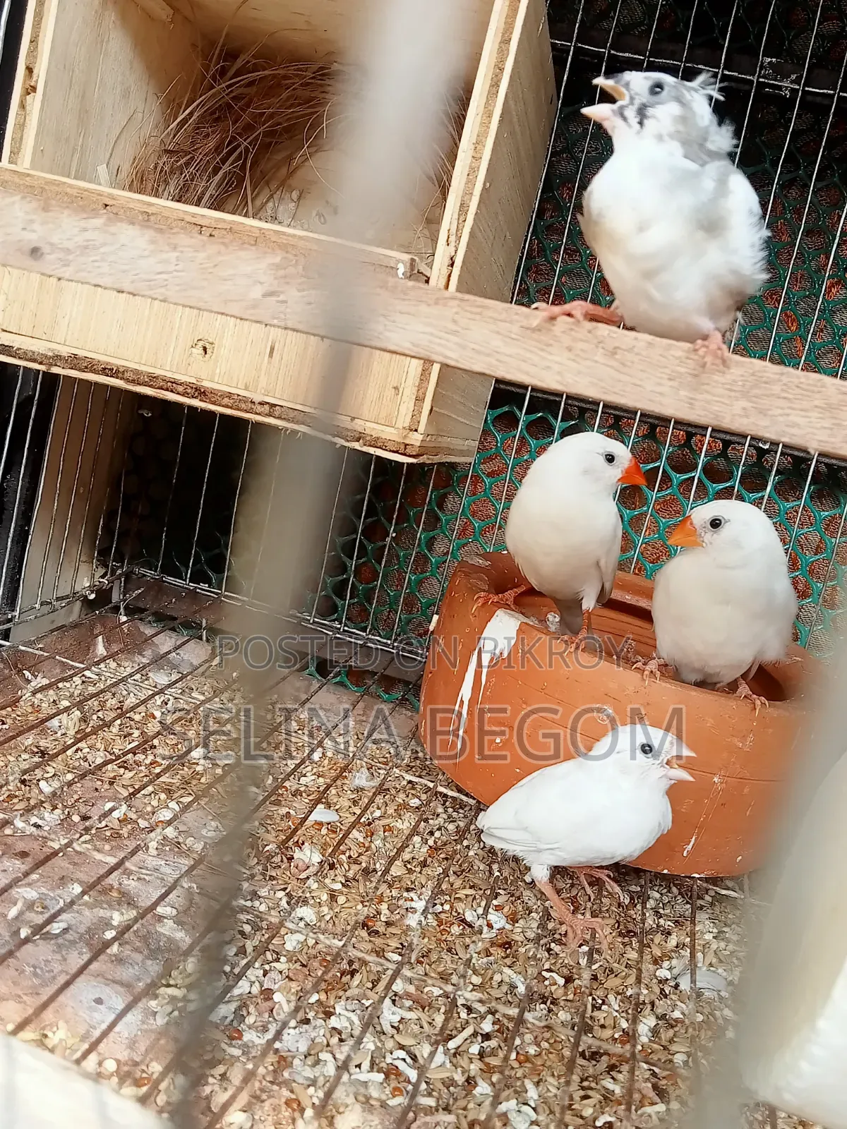 Prince Bird