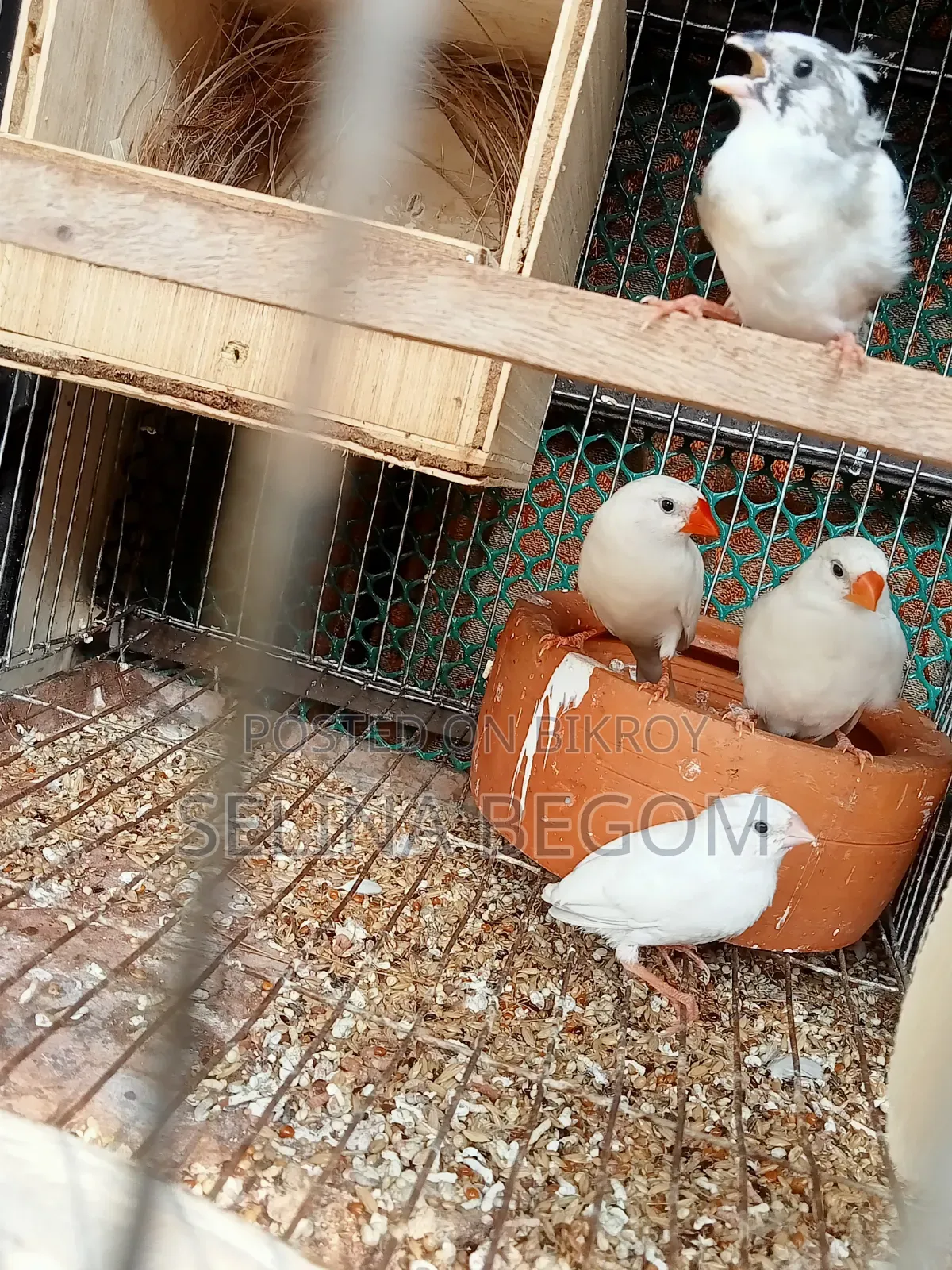 Prince Bird