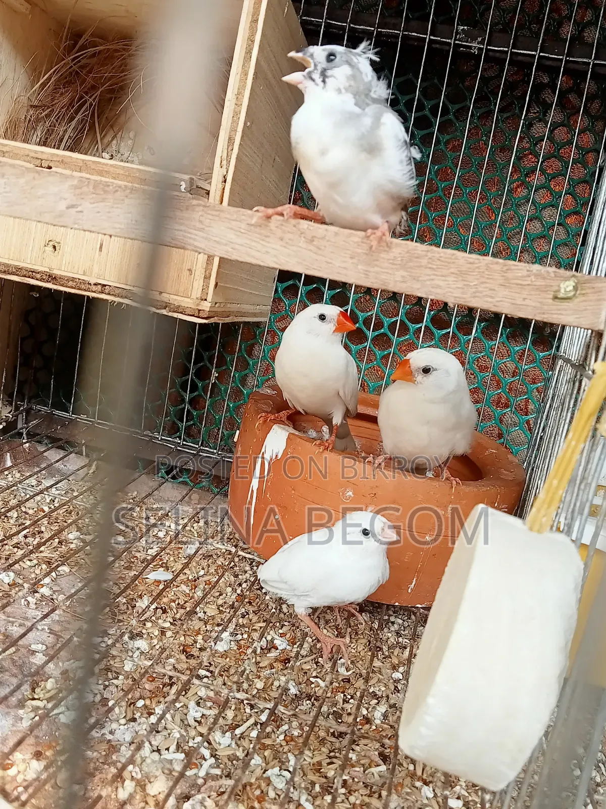 Prince Bird