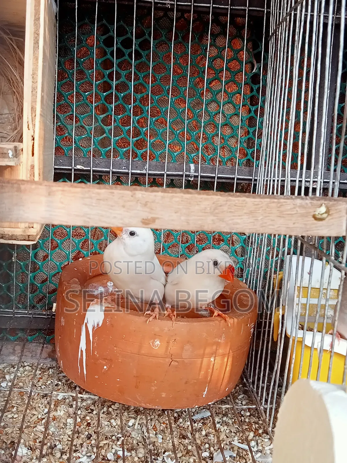 Prince Bird