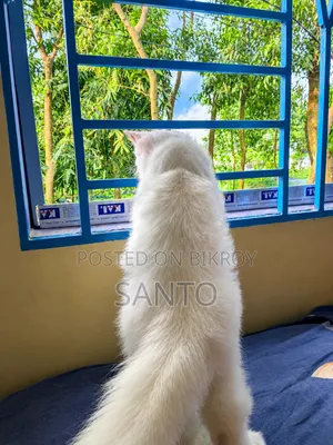 ৩-৬ মাসের পুরুষ খাঁটি পার্সিয়ান