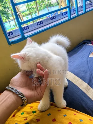 ৩-৬ মাসের পুরুষ খাঁটি পার্সিয়ান