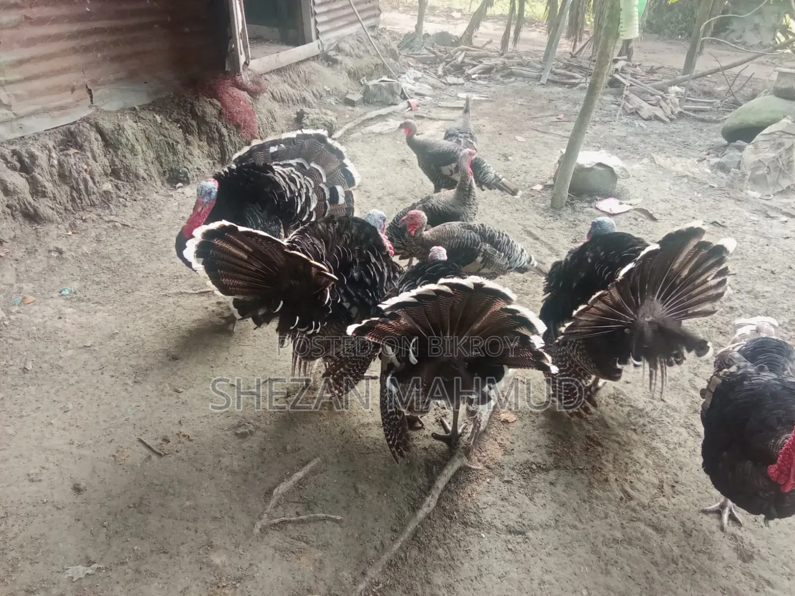 Turkey cocks and hens will be sold
