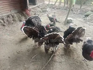 Turkey cocks and hens will be sold