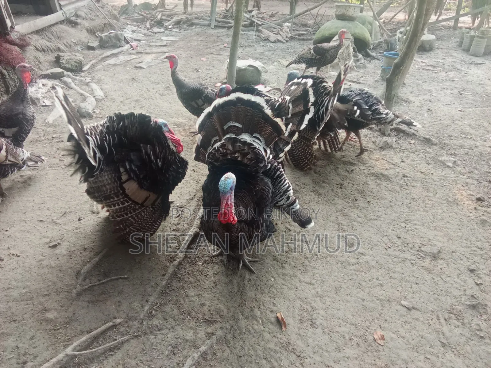 Turkey cocks and hens will be sold