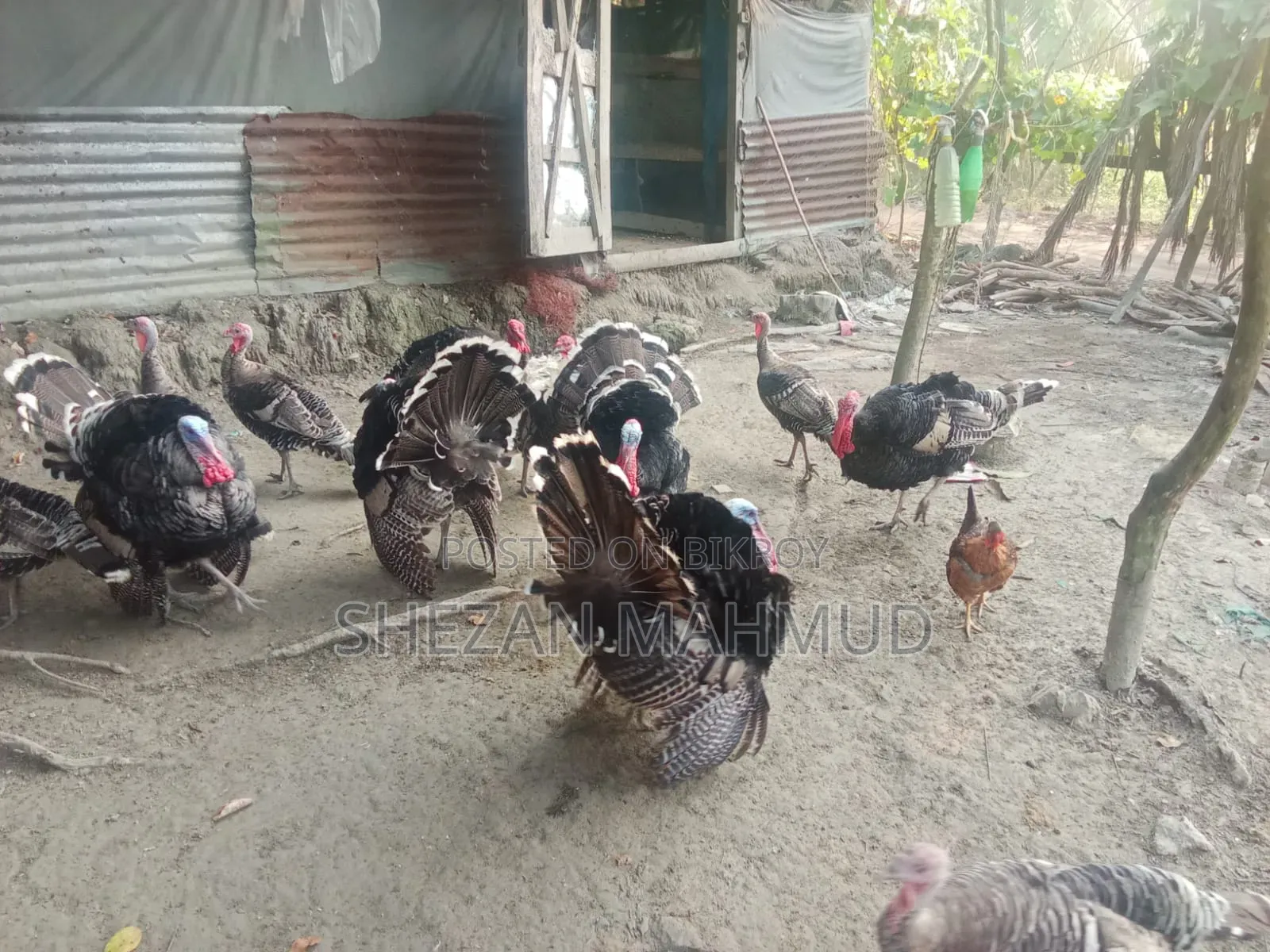 Turkey cocks and hens will be sold