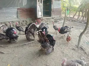 Turkey cocks and hens will be sold
