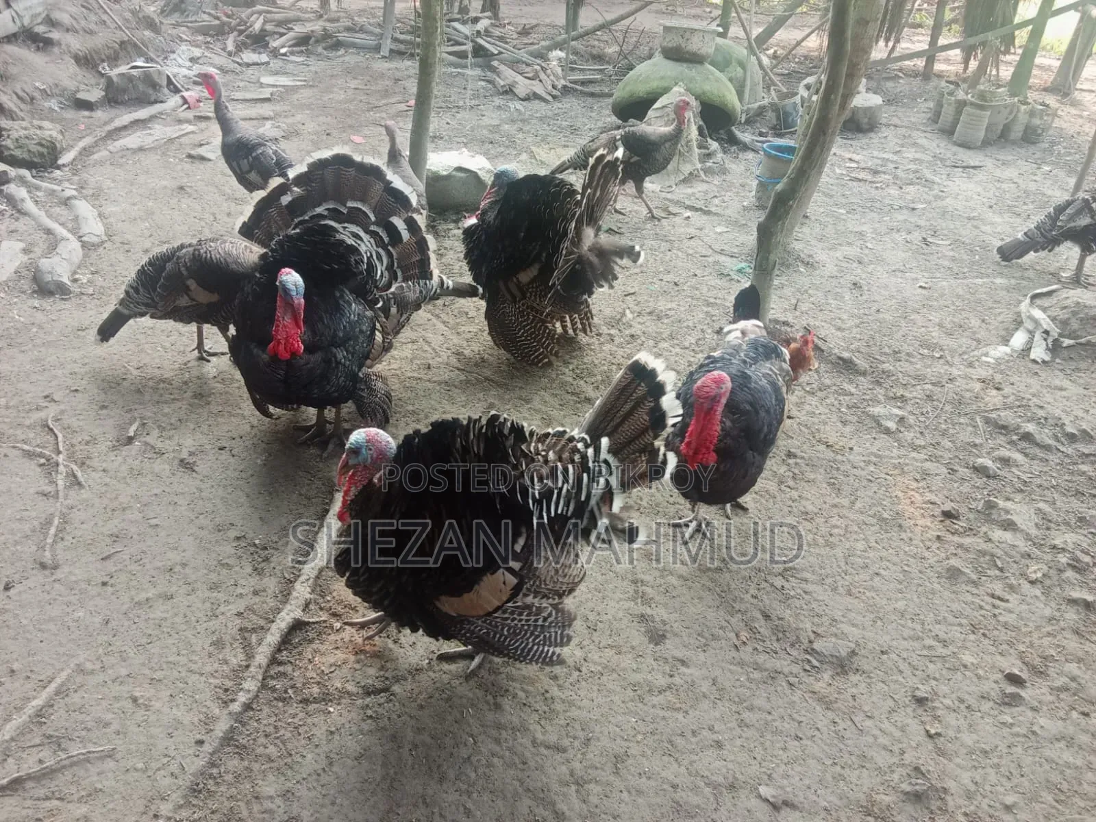 Turkey cocks and hens will be sold