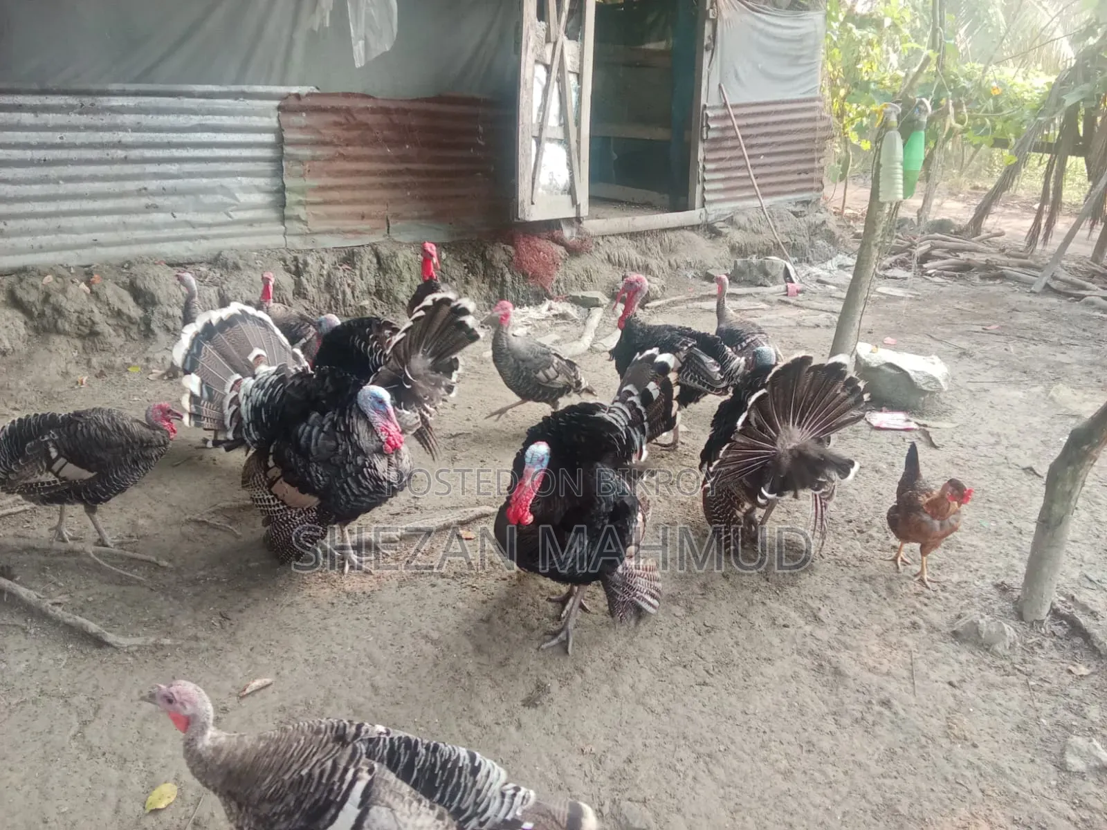 Turkey cocks and hens will be sold