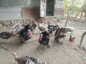 Turkey cocks and hens will be sold