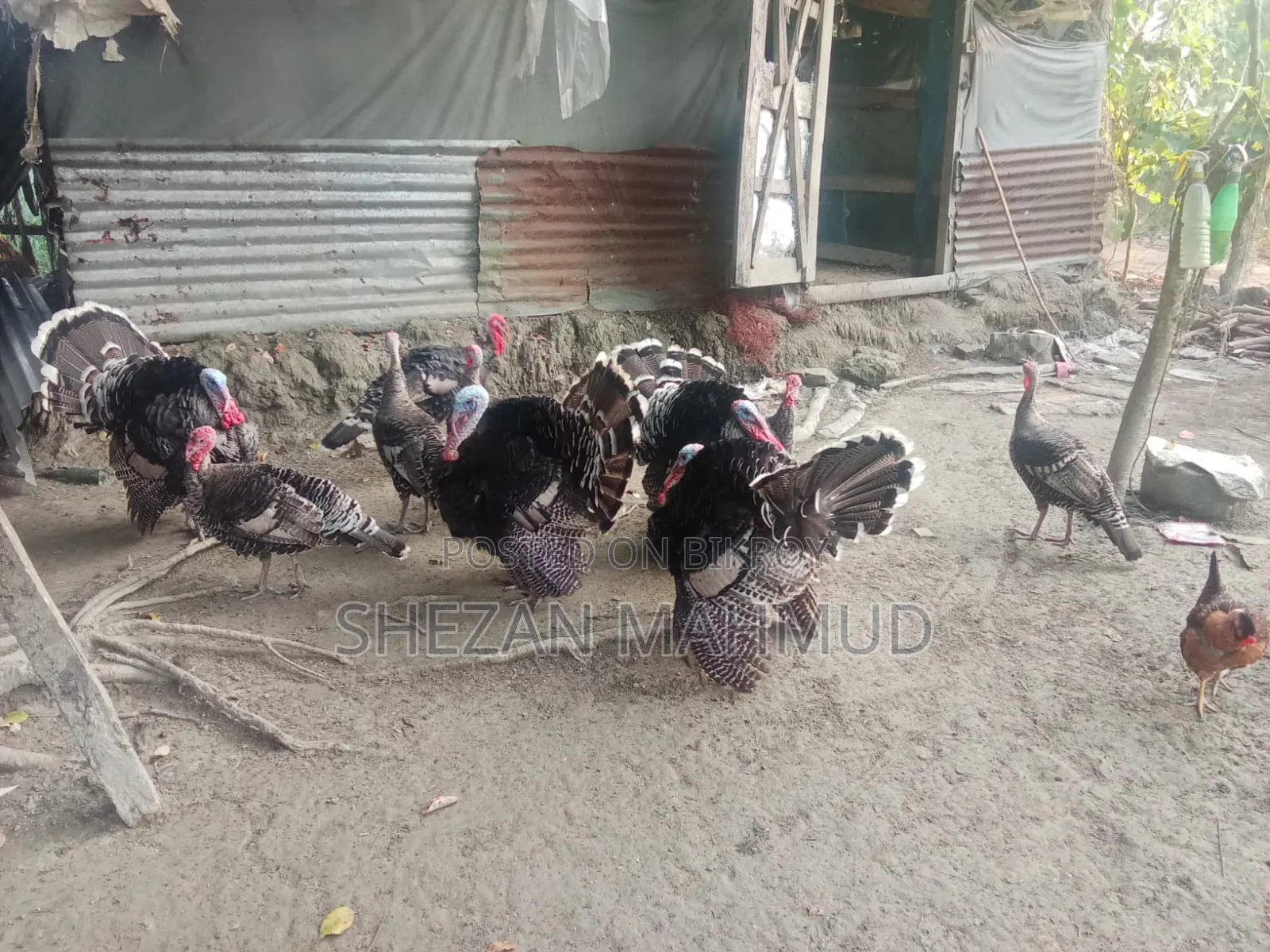 Turkey cocks and hens will be sold