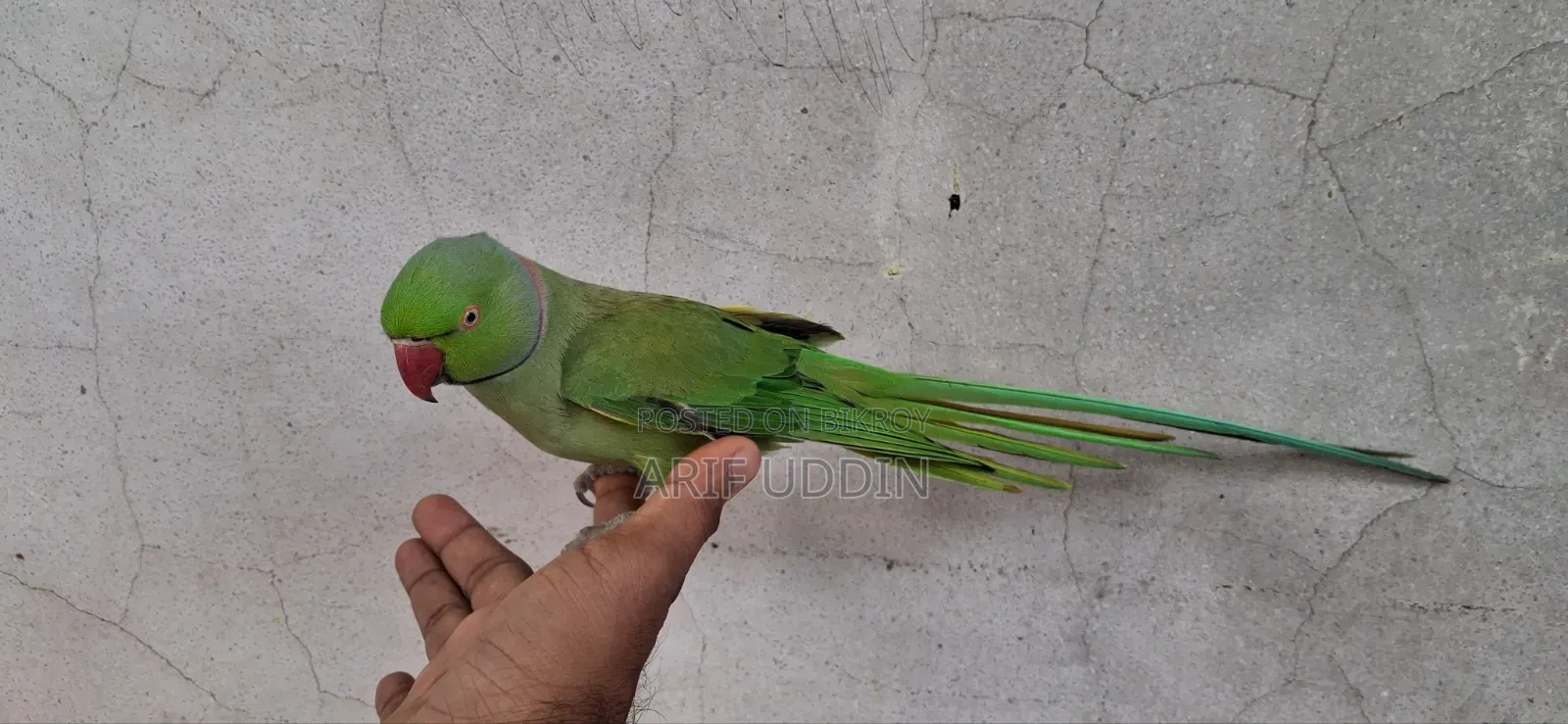 Ringneck Parrot Indian